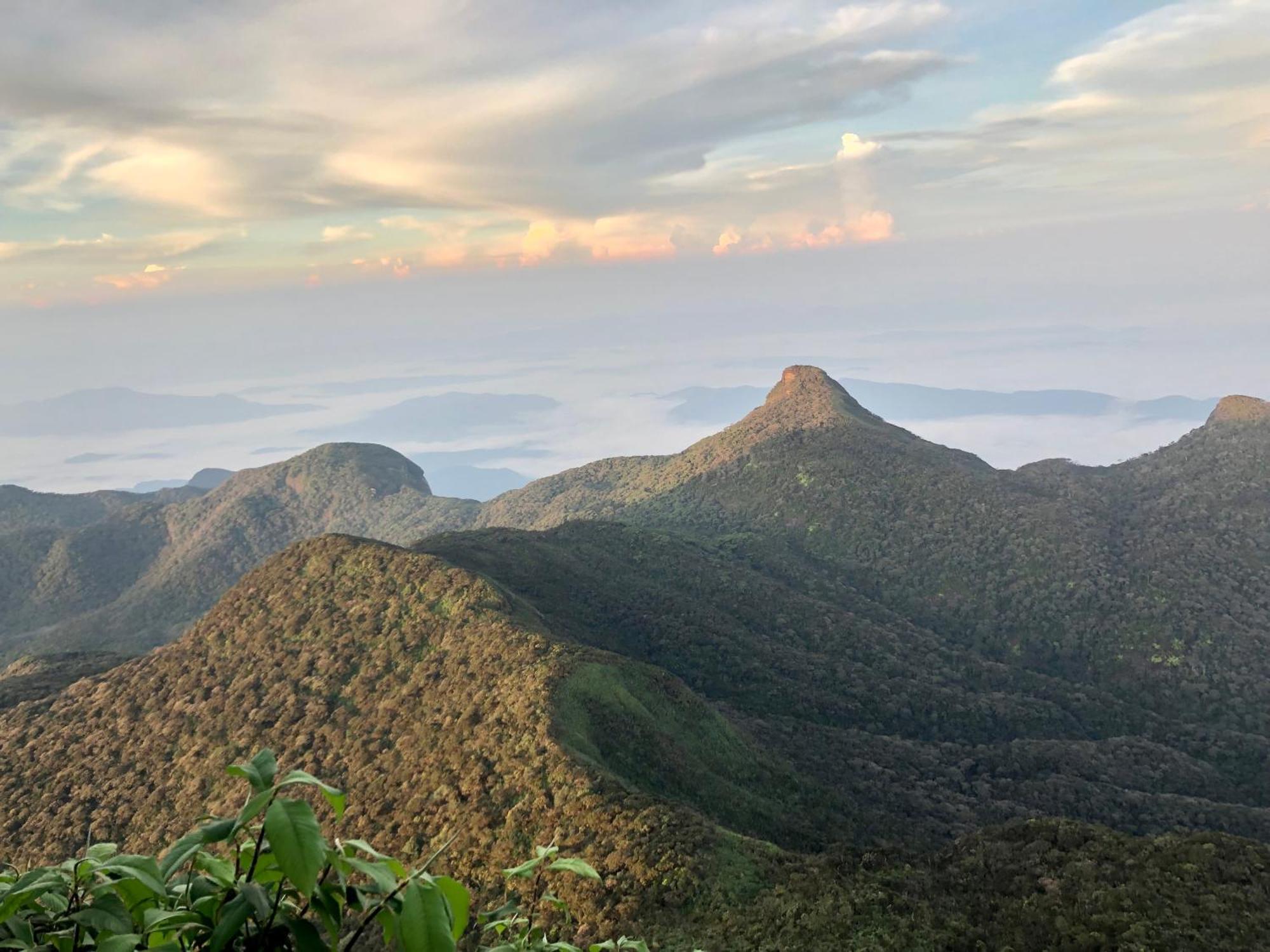 Hotel Mango Tree Nearest Adam'S Peak Nallathanniya Exteriör bild